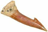 Fossil Sawfish (Onchopristis) Rostral Barb - Morocco #366697-1
